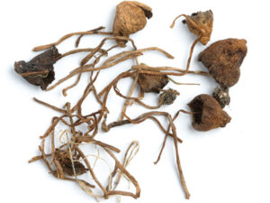 Liberty Cap Mushrooms