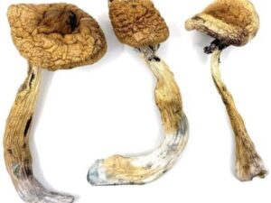 MAGIC MUSHROOMS DISPENSARY GERMANY