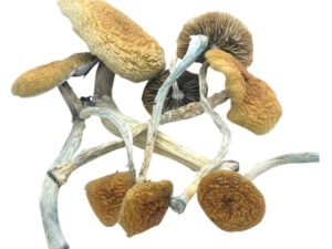 Mazatapec Mushrooms
