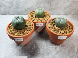 Peyote Cactus Bundle (Lophophora Williamsii, Diffusa, Koehresii) – Live Plants Peyote Cactus Bundle (Lophophora Williamsii, Diffusa, Koehresii) – Live Plants