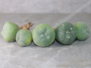 Peyote Cactus (Lophophora diffusa Koike) – Live Plant – UK Seller