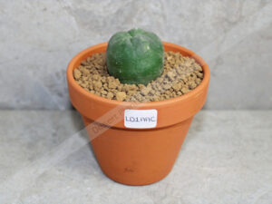 Peyote Cactus (Lophophora diffusa) – Live Plant 2–3cm – UK Seller