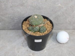 Peyote Cactus (Lophophora fricii caespitosa) – Live Plant Rare