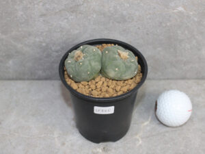 Peyote Cactus (Lophophora fricii) – Double Head Live Plant Peyote Cactus (Lophophora fricii) – Double Head Live Plant