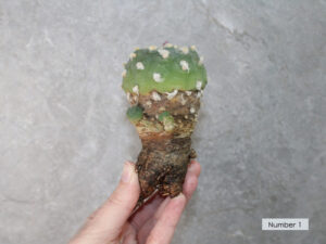 Peyote Cactus (Lophophora fricii) – Mature Live Plant – UK Seller