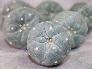 Peyote Cactus (Lophophora fricii Ooibo x Ibo) – Live Plant 3–4cm – UK Seller