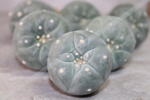 Peyote Cactus (Lophophora fricii Ooibo x Ibo) – Live Plant 3–4cm – UK Seller