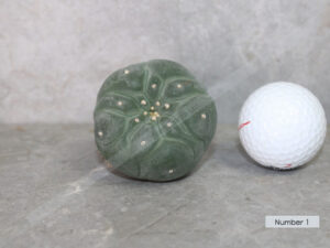 Peyote Cactus (Lophophora fricii Ooibo x Ibo) – Live Plant 4–5cm – UK Seller