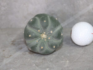 Peyote Cactus (Lophophora fricii Ooibo x Ibo) – Live Plant 5–6cm – UK Seller