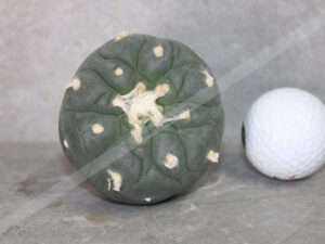 Peyote Cactus (Lophophora fricii Ooibo x Ibo) – Live Plant 6–7cm Rare