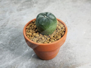 Peyote Cactus (Lophophora koehresii) – Live Plant 2–3cm – UK Seller Peyote Cactus (Lophophora koehresii) – Live Plant 2–3cm – UK Seller