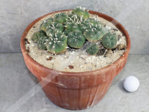 Peyote Cactus (Lophophora williamsii Huizache) – Live Plant – UK Seller