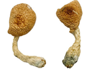 Psilocybe Azurescens