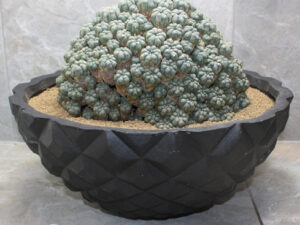 Rare Peyote Cactus UK (Lophophora williamsii caespitosa) 1972 Seed Grown Rare Peyote Cactus UK (Lophophora williamsii caespitosa) 1972 Seed Grown