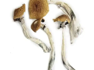 Wavy Caps Mushrooms