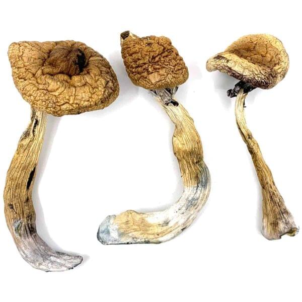 Albino A+ Cubensis Mushrooms