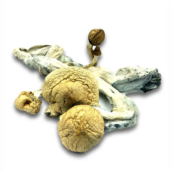 Buy Golden Teacher Online