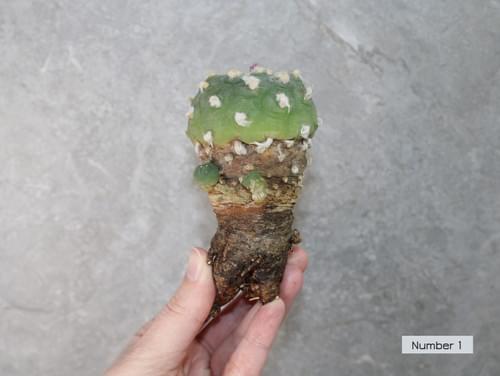 Peyote Cactus (Lophophora fricii) – Mature Live Plant – UK Seller