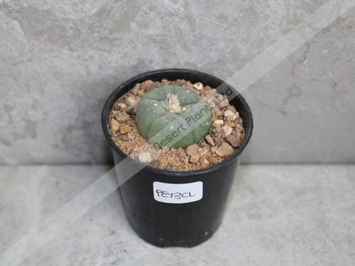 Peyote Cactus UK (Lophophora williamsii) 2–3cm Live Plant for Sale